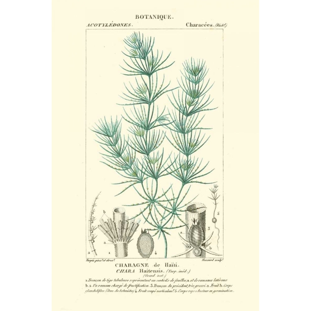 Turpin Botany I Poster Print - Turpin-VARPDX39758D Image 1