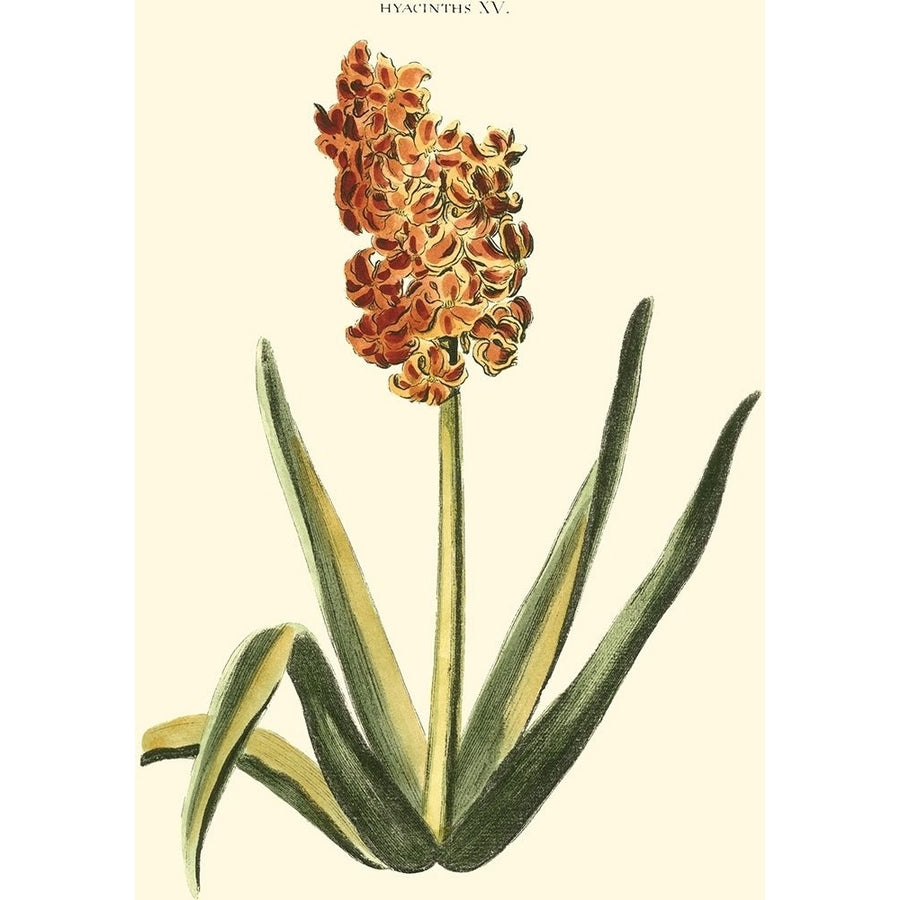 Antique Hyacinth XV Poster Print - Christopher J. Trew-VARPDX39751D Image 1