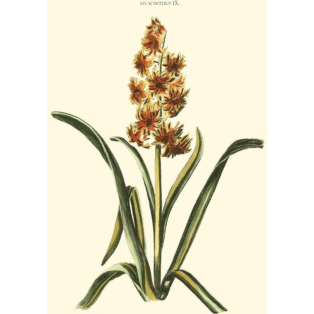 Antique Hyacinth IX Poster Print - Christopher J. Trew-VARPDX39753D Image 1