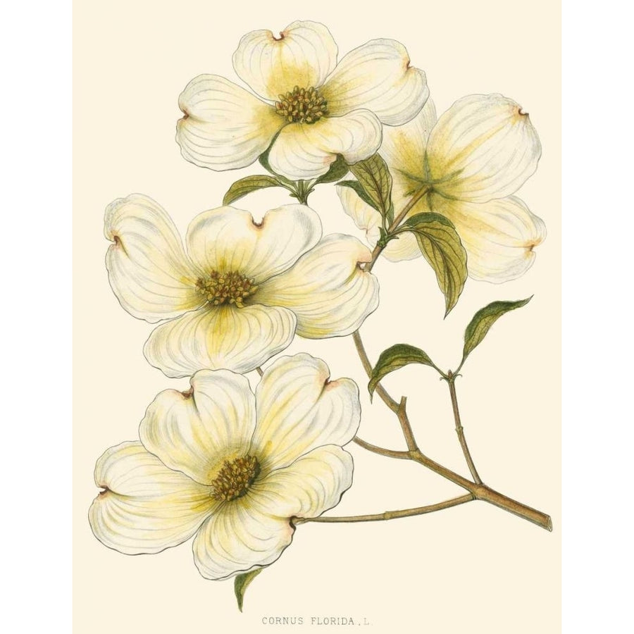 Dogwood Poster Print - John Silva-VARPDX39746D Image 1