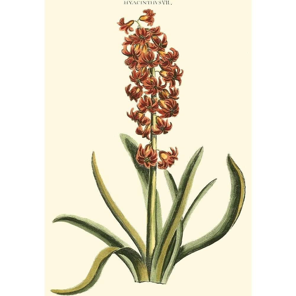 Antique Hyacinth VII Poster Print - Christopher J. Trew-VARPDX39750D Image 1