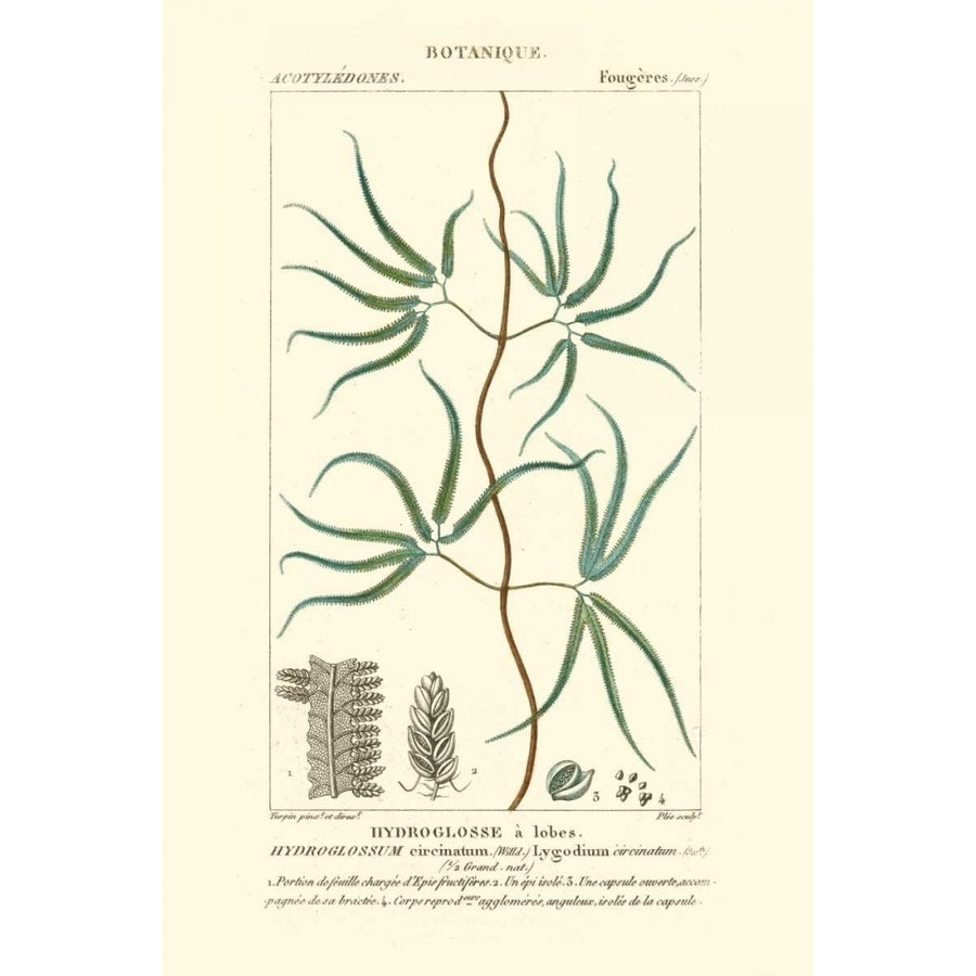 Turpin Botany II Poster Print - Turpin-VARPDX39759D Image 1