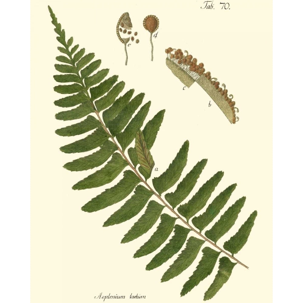 Small Antique Fern V Poster Print - Studio Vision-VARPDX39798D Image 1