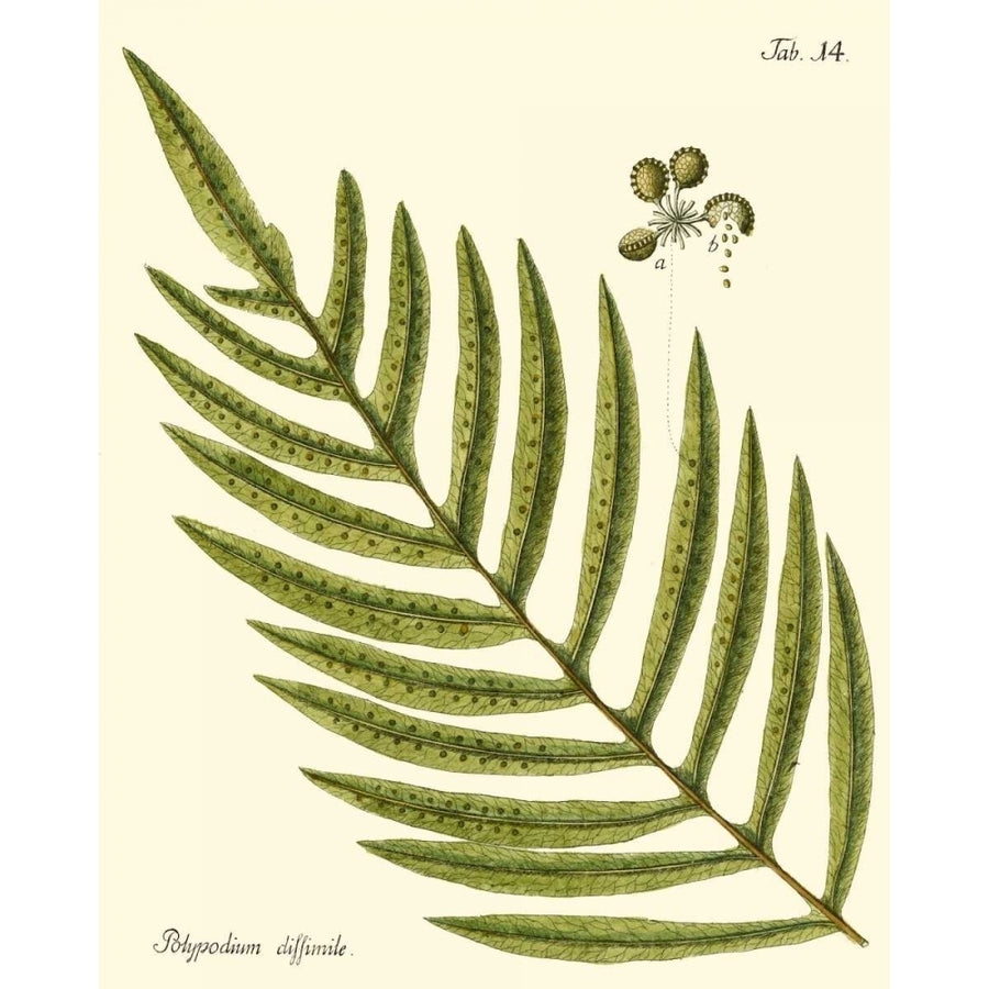 Small Antique Fern I Poster Print - Studio Vision-VARPDX39794D Image 1