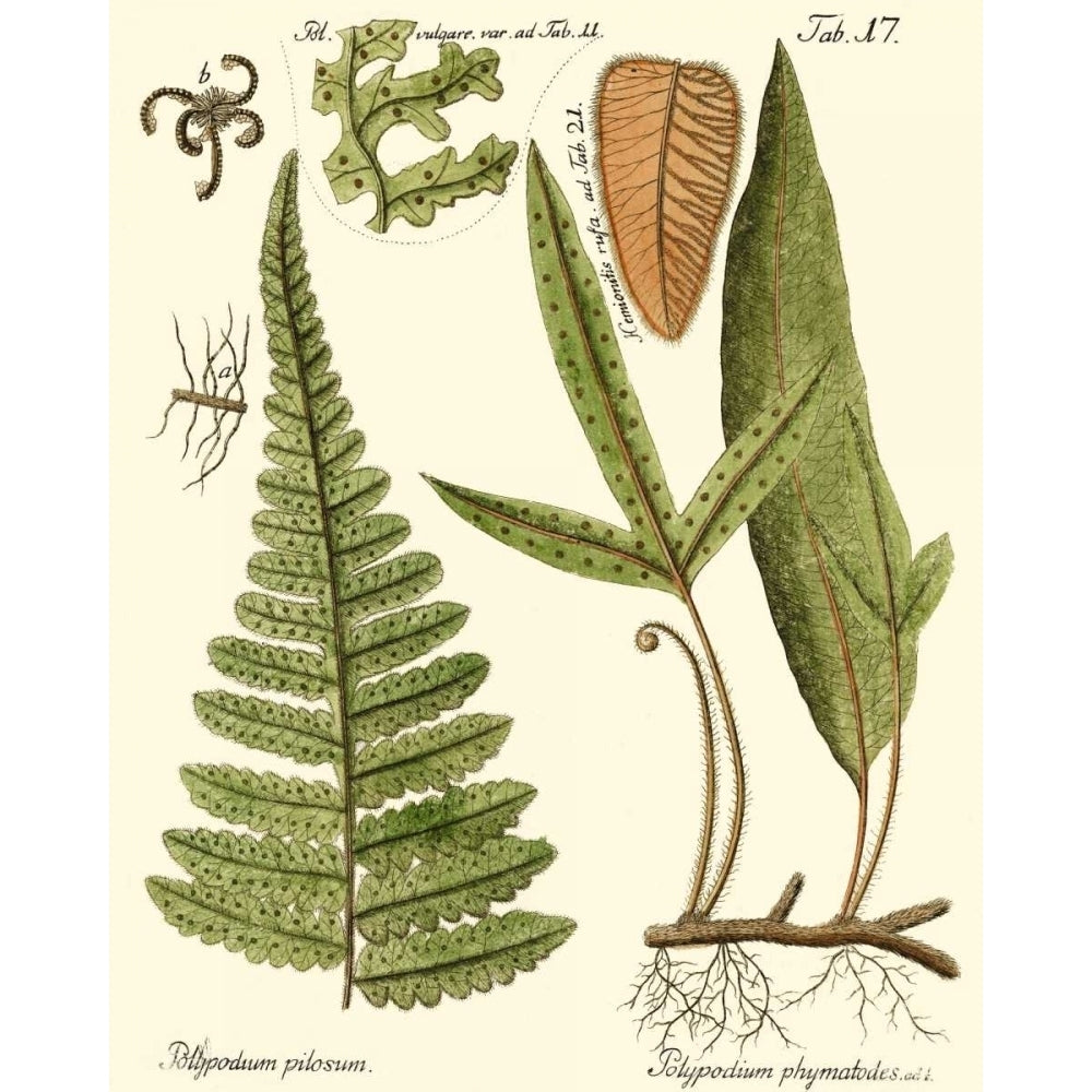 Small Antique Fern IV Poster Print - Studio Vision-VARPDX39797D Image 1