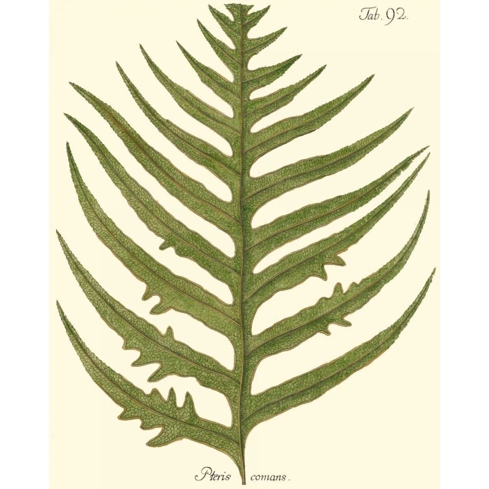 Small Antique Fern VIII Poster Print - Studio Vision-VARPDX39801D Image 1