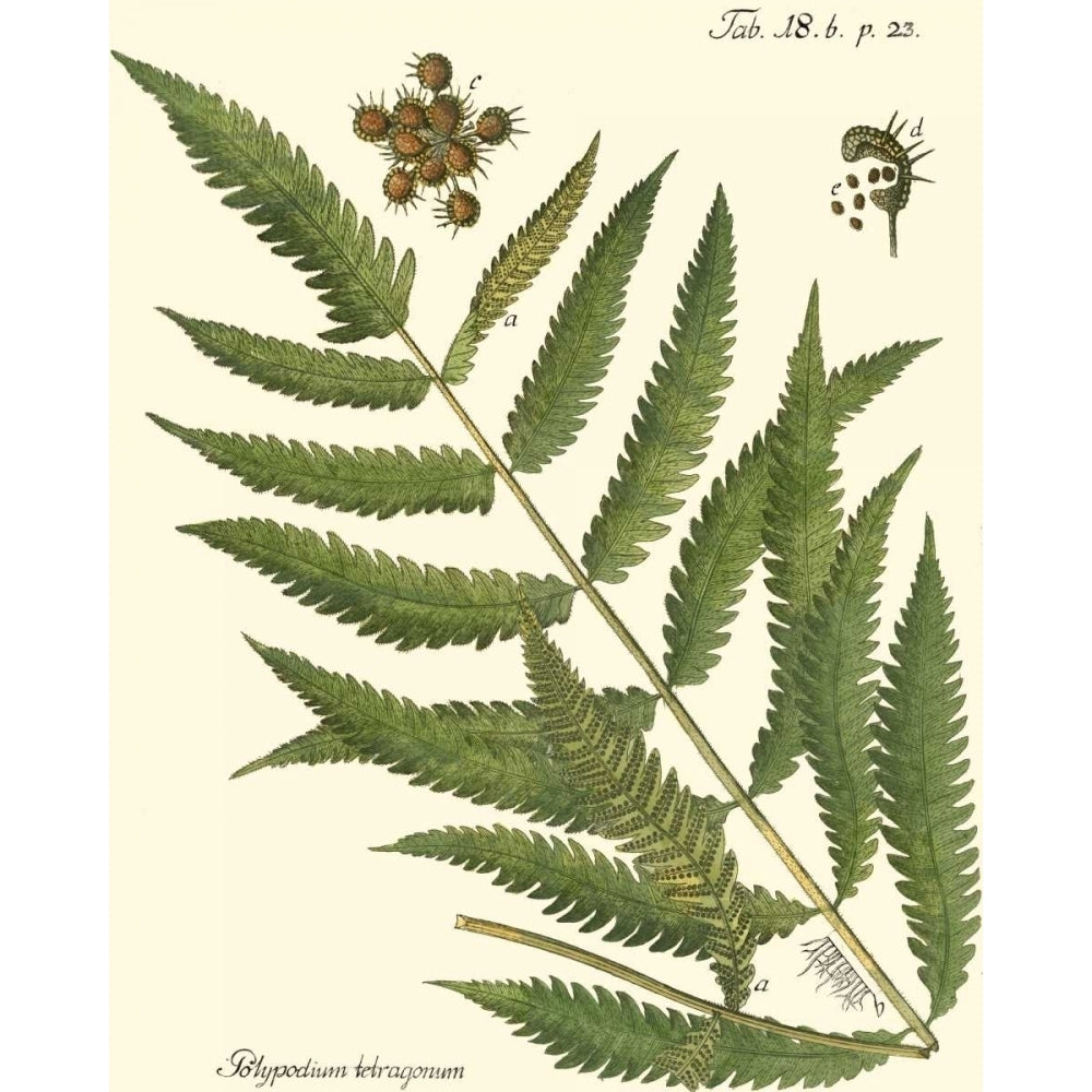 Small Antique Fern II Poster Print - Studio Vision-VARPDX39795D Image 1