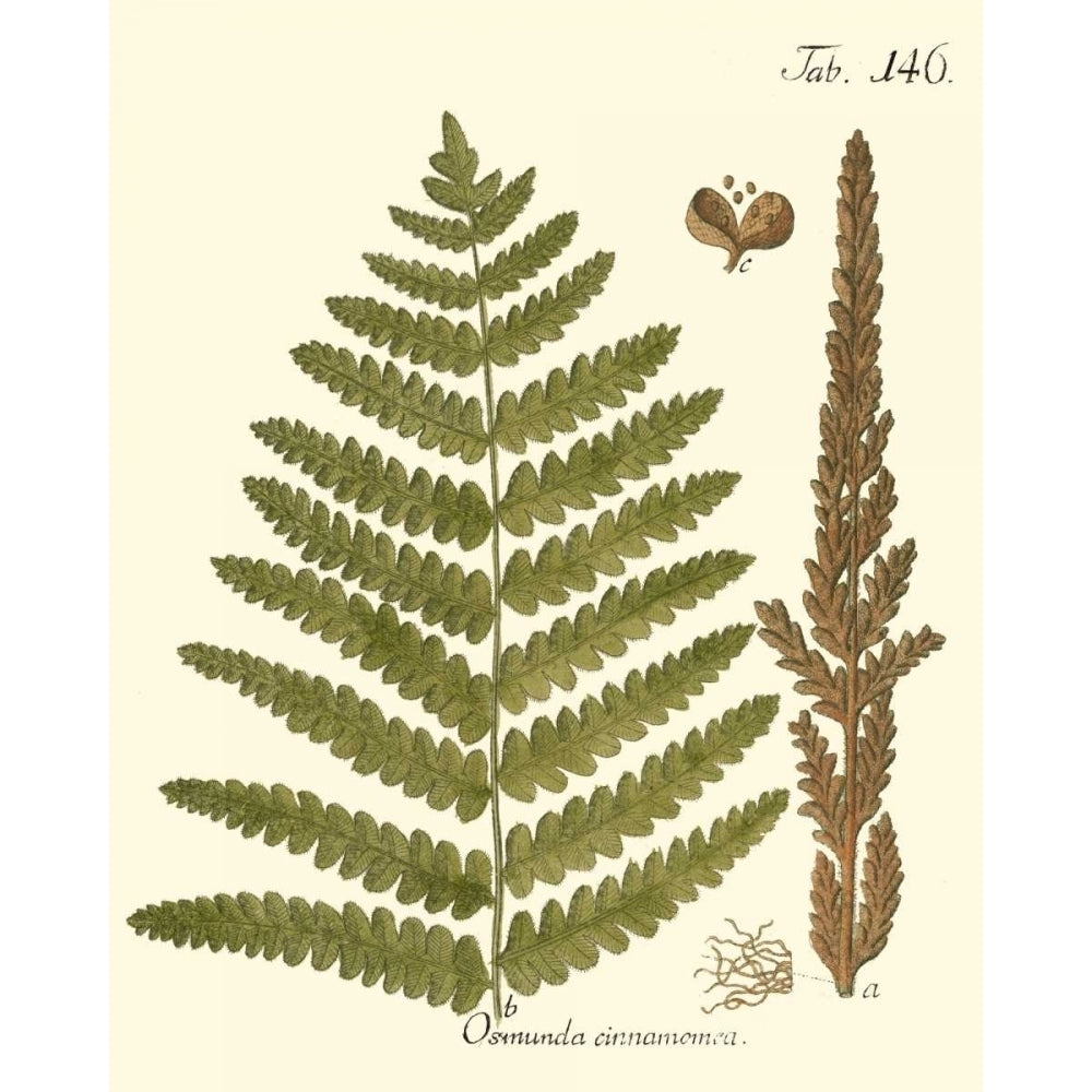 Small Antique Fern VI Poster Print - Studio Vision-VARPDX39799D Image 1