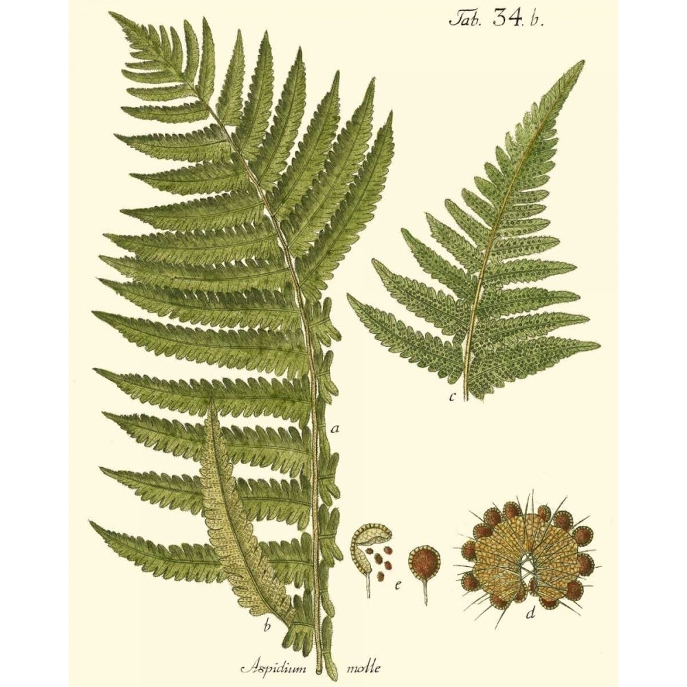 Small Antique Fern III Poster Print - Studio Vision-VARPDX39796D Image 1