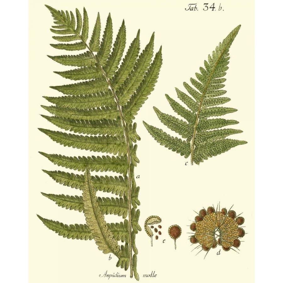 Small Antique Fern III Poster Print - Studio Vision-VARPDX39796D Image 1