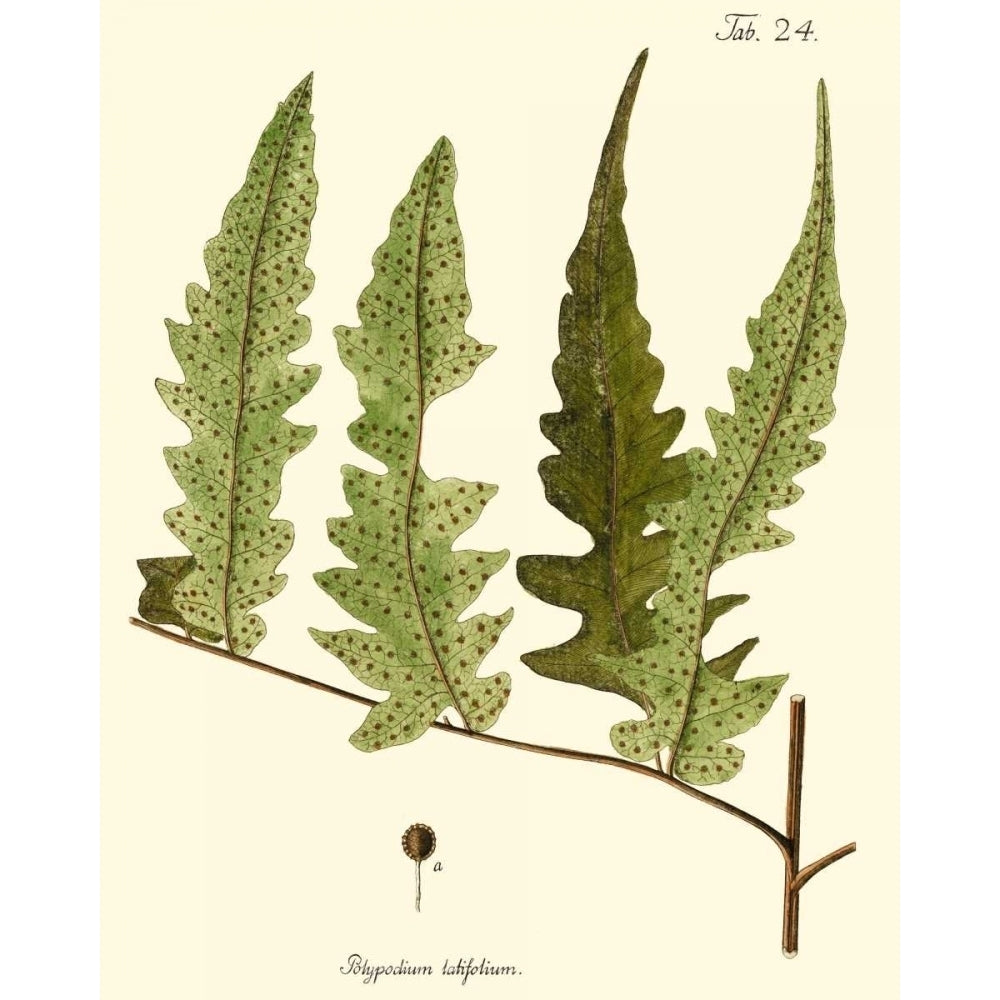 Small Antique Fern VII Poster Print - Studio Vision-VARPDX39800D Image 1