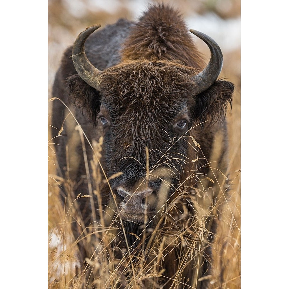 Wisent Poster Print - Stefan Volkel-VARPDX399977 Image 1