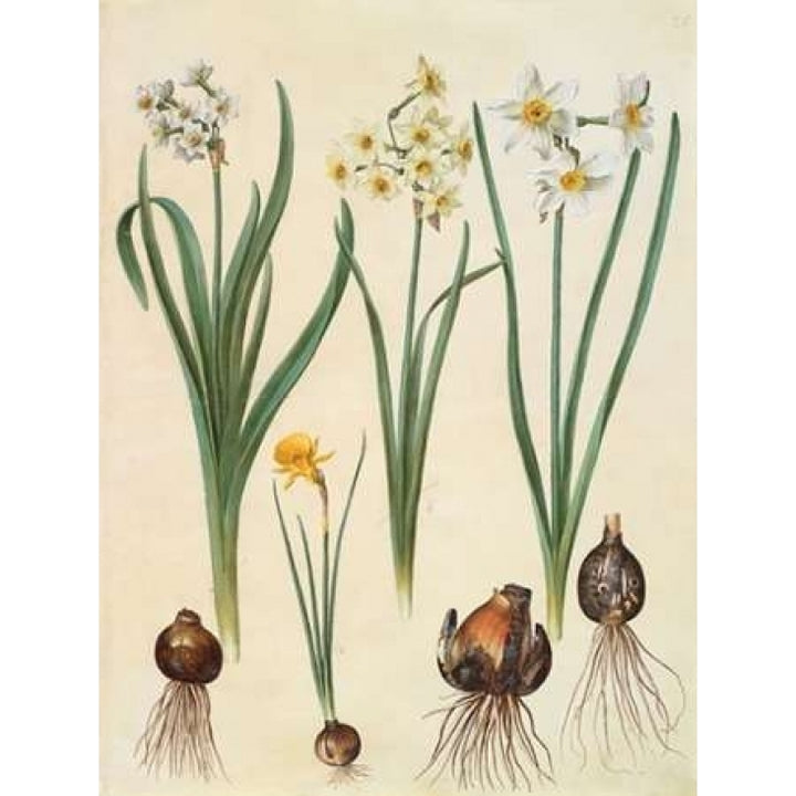 Narcissus Poster Print by Johannes S. Holtzbecher-VARPDX3AA2227 Image 2