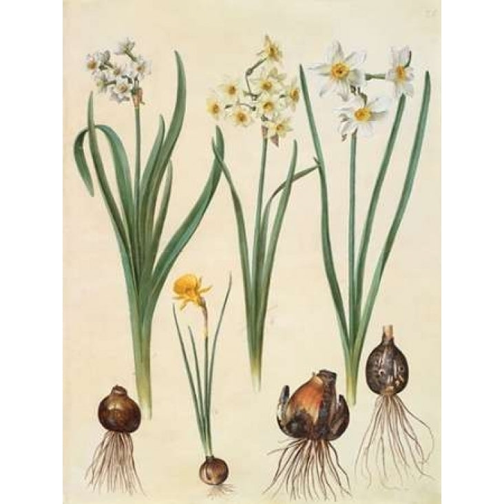 Narcissus Poster Print by Johannes S. Holtzbecher-VARPDX3AA2227 Image 1