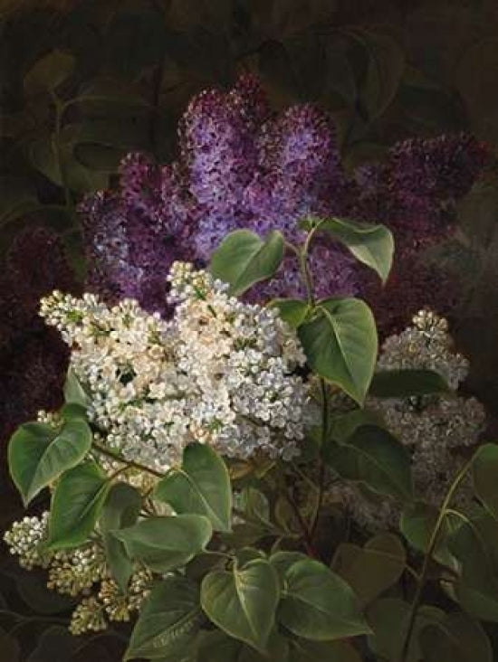 White and violet lilac Poster Print by Johan Laurentz Jensen-VARPDX3AA3068 Image 1