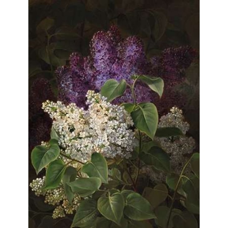 White and violet lilac Poster Print by Johan Laurentz Jensen-VARPDX3AA3068 Image 2