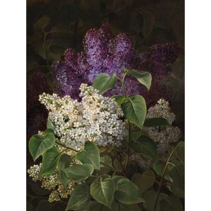 White and violet lilac Poster Print by Johan Laurentz Jensen-VARPDX3AA3068 Image 2