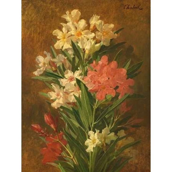 Rot und weiss bluhender Oleander Poster Print by Pierre Adrien Chabal-Dussergey-VARPDX3AA3080 Image 2