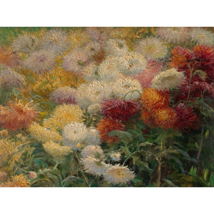 Chrysanthemums in the Garden at Petit-Gennevilliers Poster Print by Gustave Caillebotte-VARPDX3AA3952 Image 1