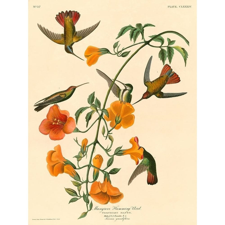 Mangrove Humming Bird Poster Print by Audubon John James-VARPDX3AA4979 Image 1