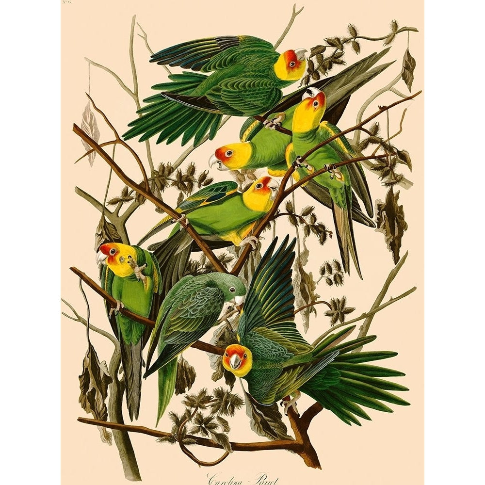 Carolina Parrot Poster Print by Audubon John James-VARPDX3AA4978 Image 1