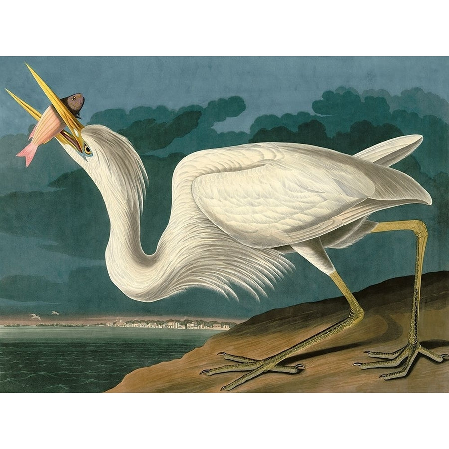 Great White Heron Poster Print by Audubon John James-VARPDX3AA4973 Image 1