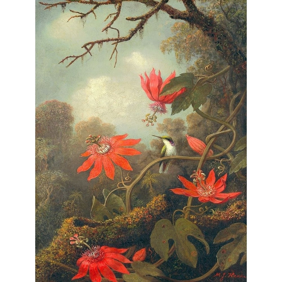 Hummingbird and Passionflowers Poster Print by Martin Johnson Heade-VARPDX3AA5249 Image 1