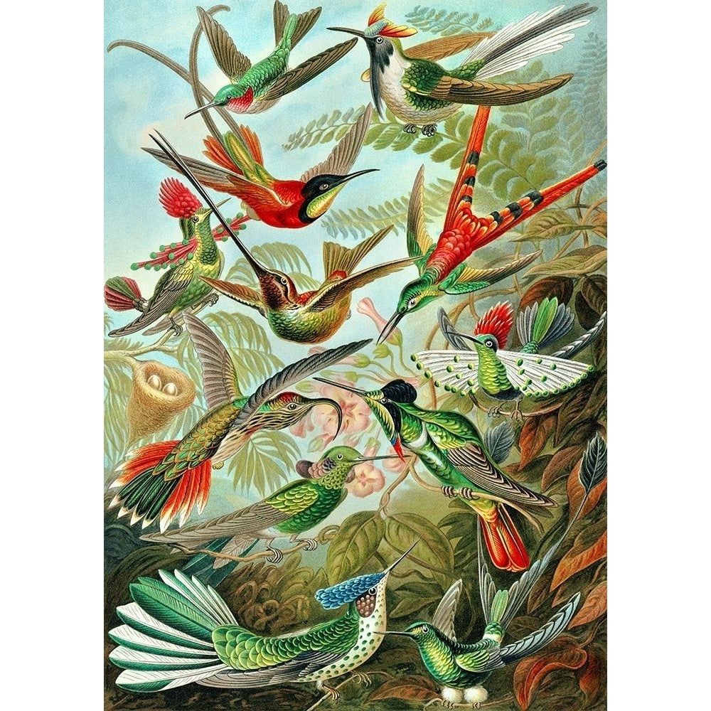 Trochilidae Poster Print by Ernst Haeckel-VARPDX3AA5248 Image 1