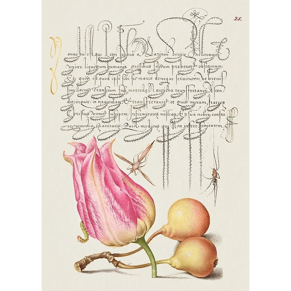 From the Model Book of Calligraphy-VII by Bocskay Hoefnagel-VARPDX3AA5651 Image 1