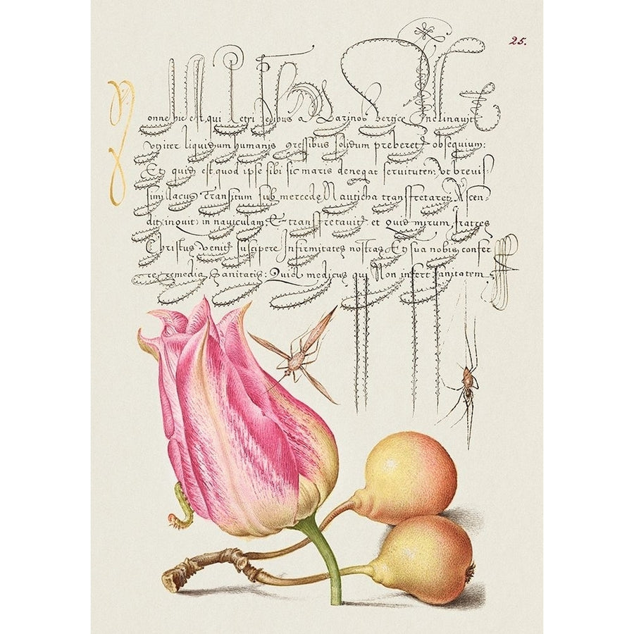 From the Model Book of Calligraphy-VII by Bocskay Hoefnagel-VARPDX3AA5651 Image 1