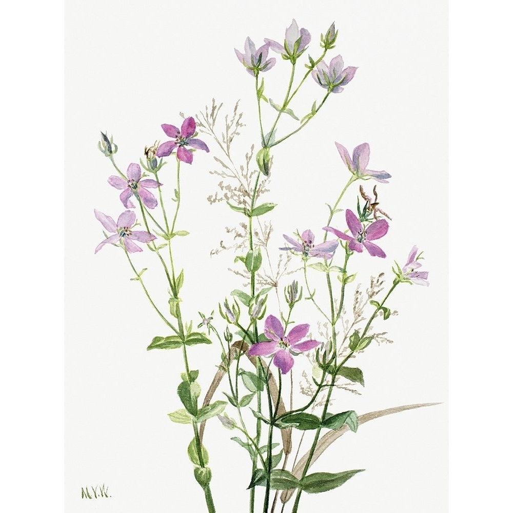 Sabbalia angularis-1880 by Mary Vaux Walcott-VARPDX3AA5658 Image 1