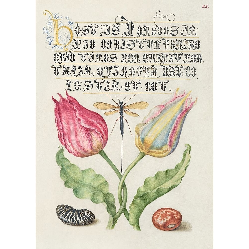 From the Model Book of Calligraphy-I by Bocskay Hoefnagel-VARPDX3AA5645 Image 1