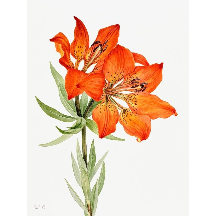 Red Lily-1923 by Mary Vaux Walcott-VARPDX3AA5655 Image 1