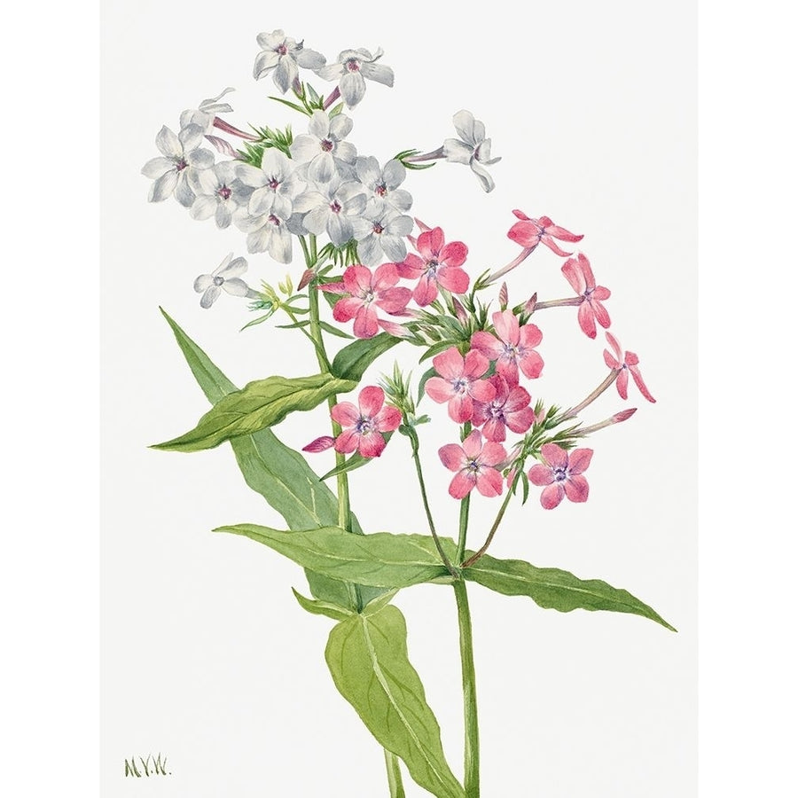 Perennial Phlox by Mary Vaux Walcott-VARPDX3AA5657 Image 1