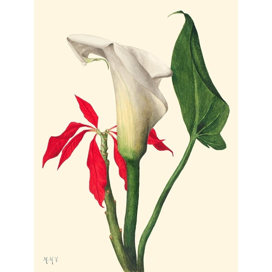 Calla Lily-1877 by Mary Vaux Walcott-VARPDX3AA5661 Image 1