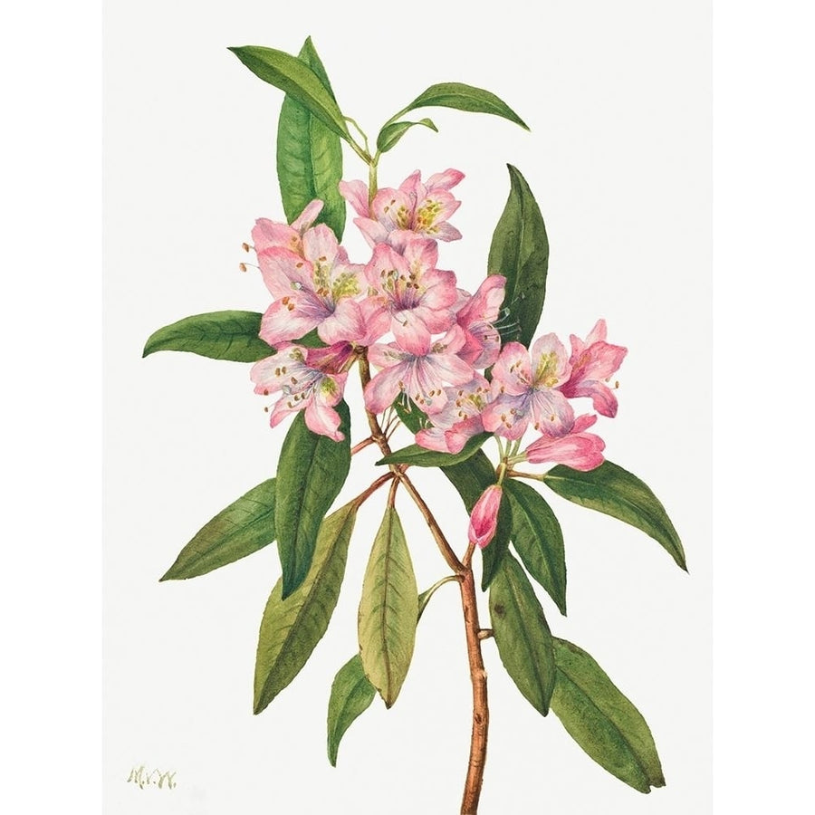 Rose Bay Rhododendron-1932 by Mary Vaux Walcott-VARPDX3AA5654 Image 1