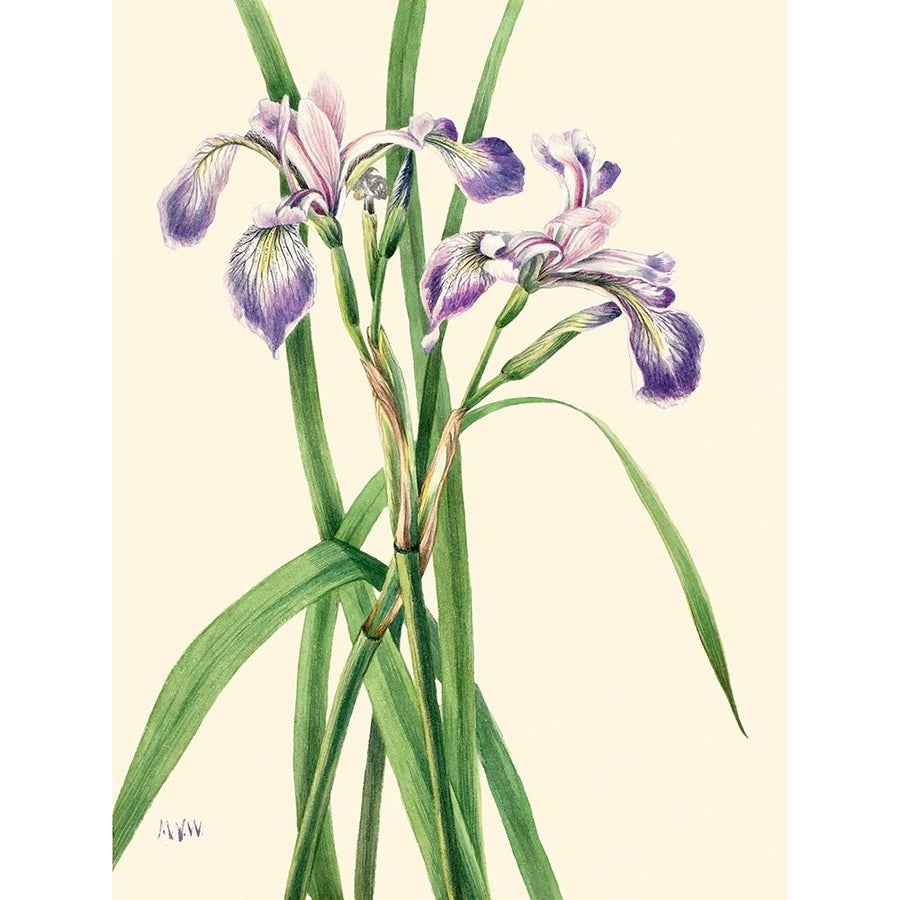 Blueflag Iris-1919 by Mary Vaux Walcott-VARPDX3AA5660 Image 1