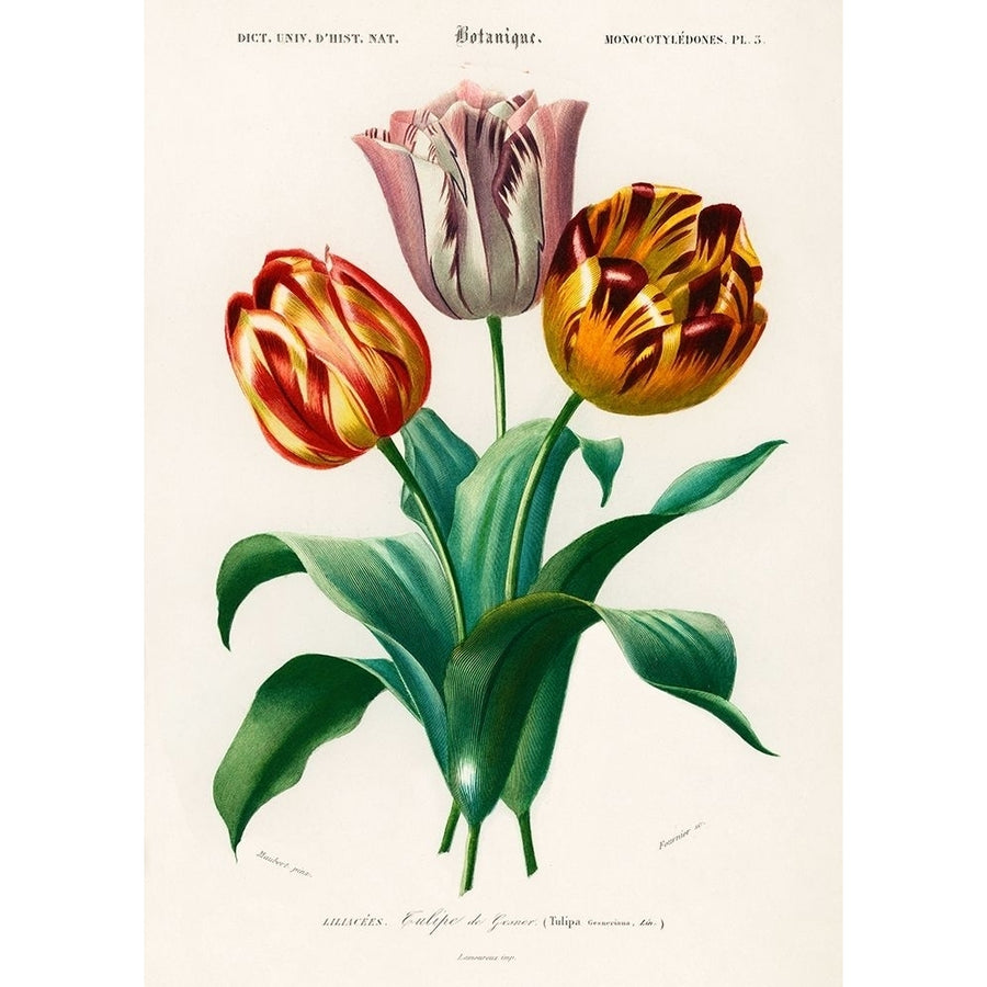 Didiers Tulip by Charles Dessalines D Orbigny-VARPDX3AA5653 Image 1