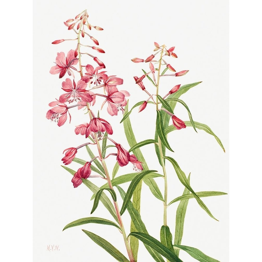 Fireweed-1902 by Mary Vaux Walcott-VARPDX3AA5656 Image 1