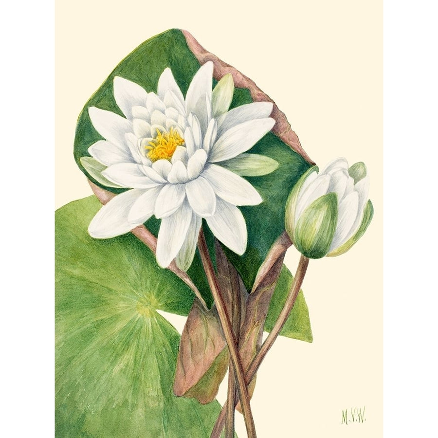 American Waterlily-1920 by Mary Vaux Walcott-VARPDX3AA5662 Image 1