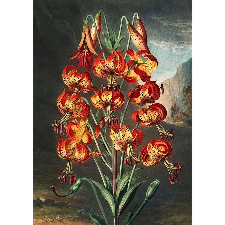 The Lily from The Temple of Flora by Robert John Thornton-VARPDX3AA5674 Image 1