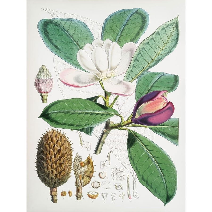 Magnolia Hodgsonii-1855 by Walter Hood Fitch-VARPDX3AA5666 Image 1