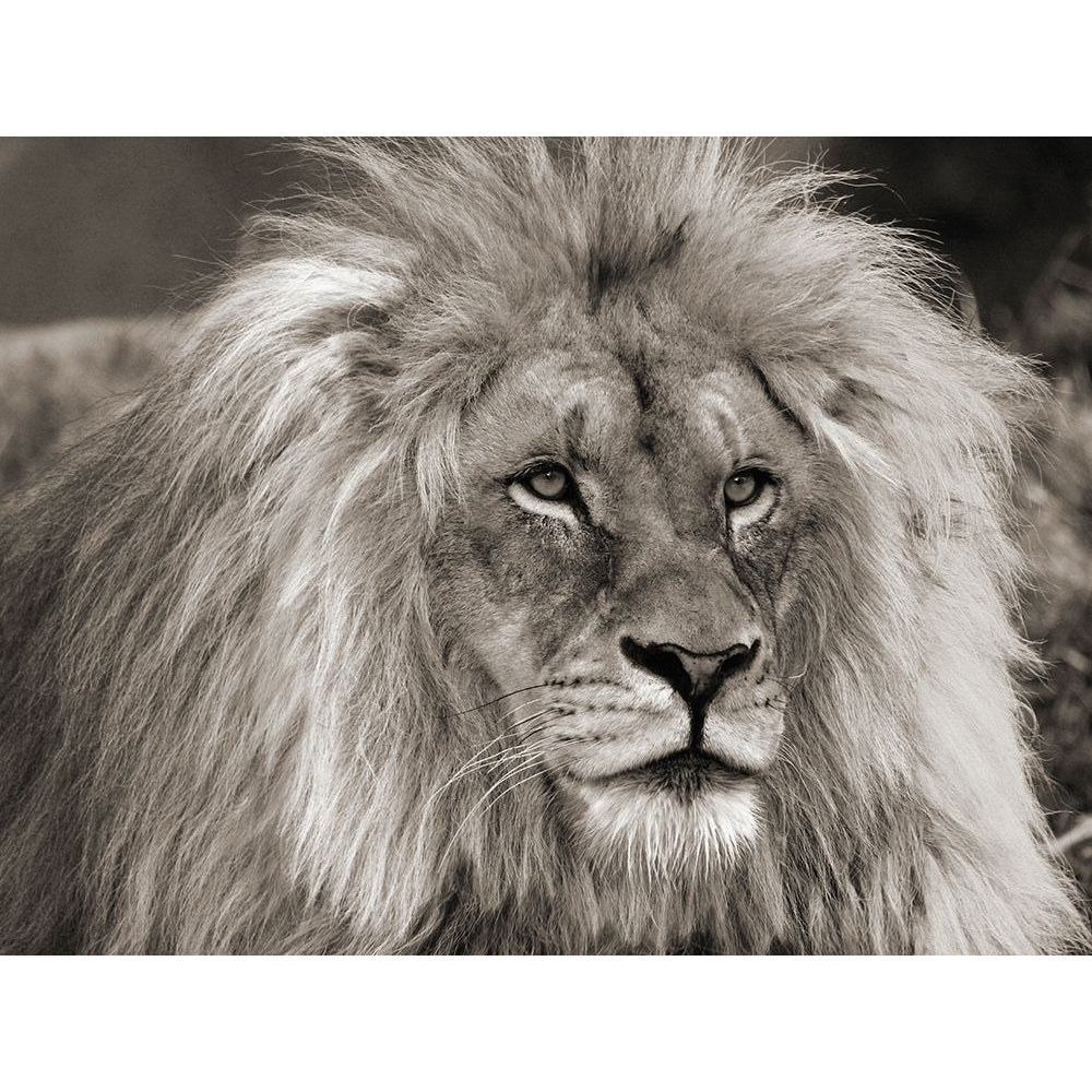 King of Africa Poster Print by Pangea Images-VARPDX3AP4311 Image 1