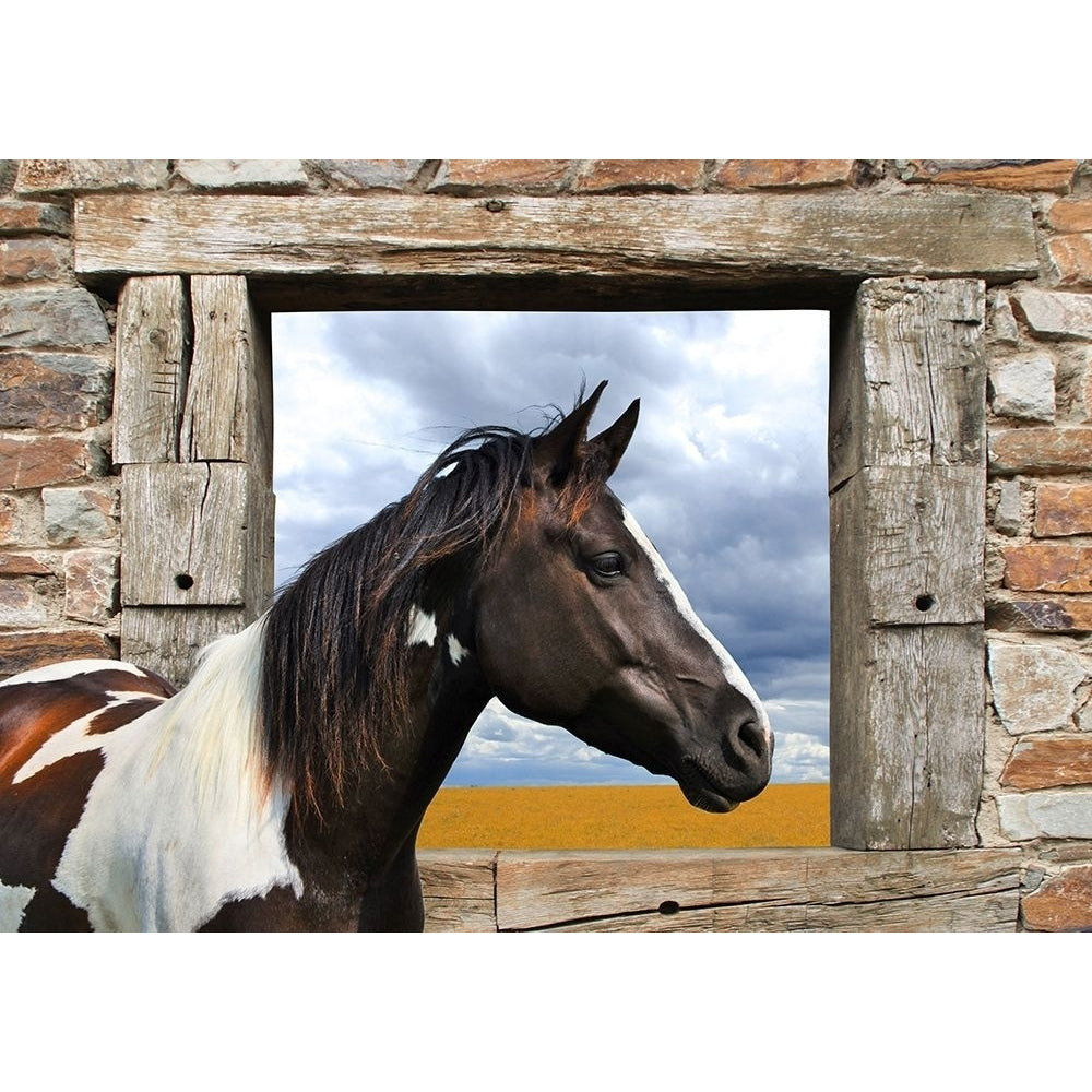 Painted Horse Poster Print by Julian Lauren-VARPDX3AP4332 Image 1