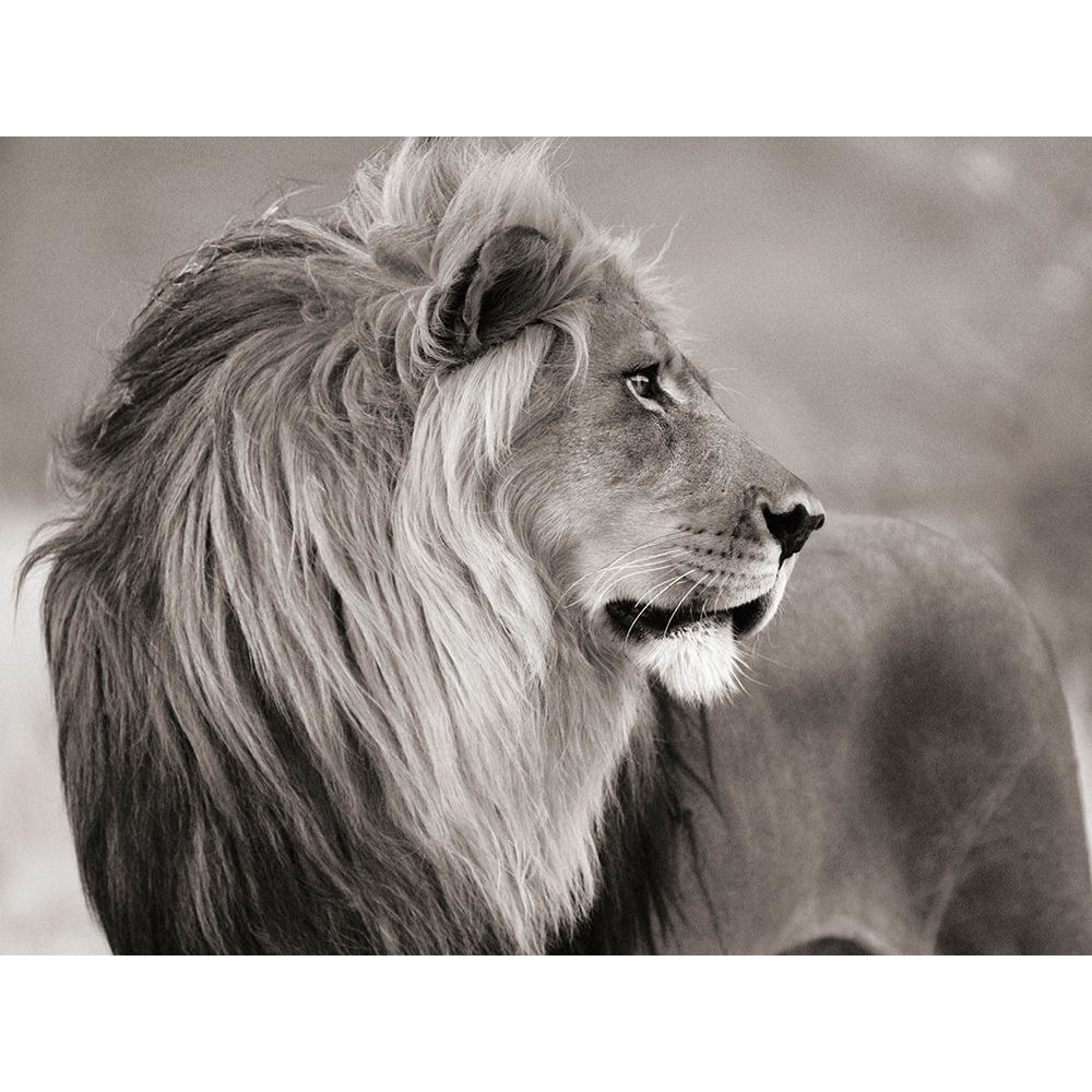 Male lion Namibia-VARPDX3AP4882 Image 1