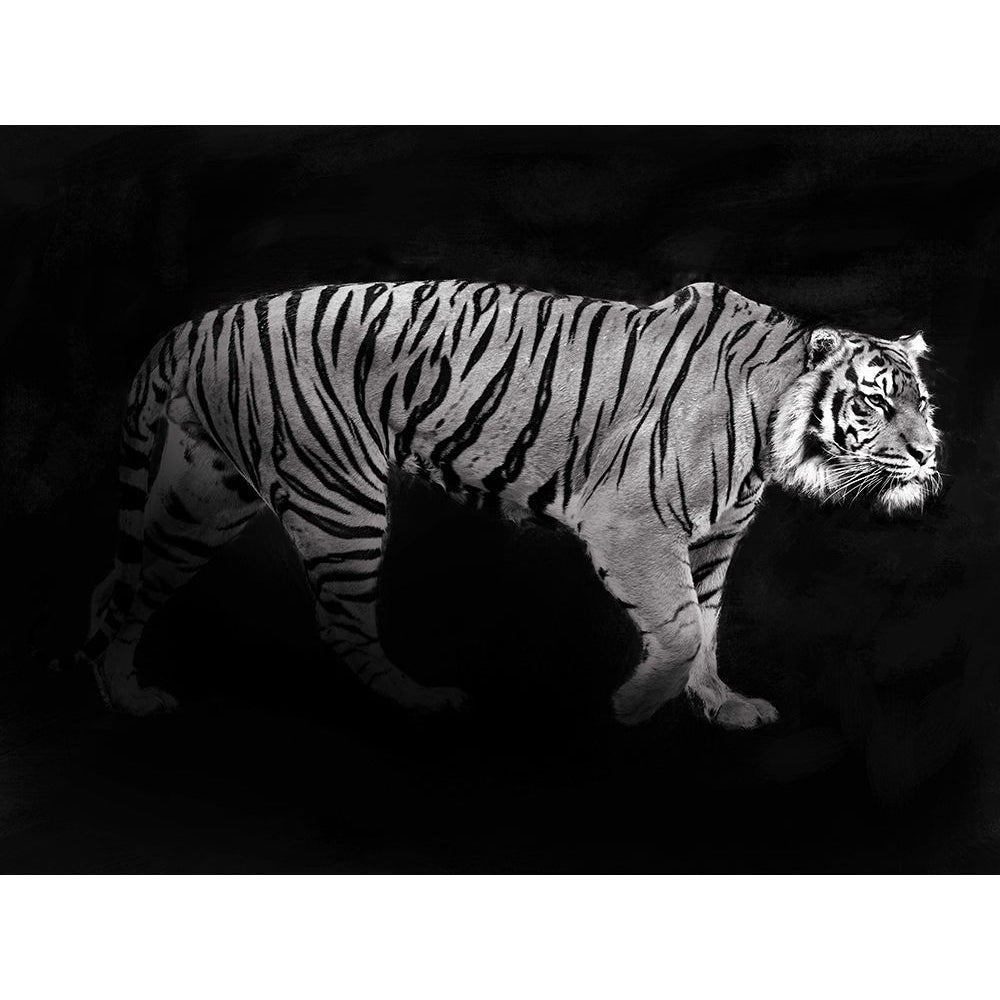 Panthera Tigris Poster Print by Lauren Julian-VARPDX3AP4887 Image 1