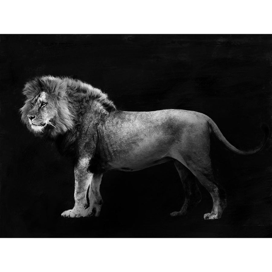 Panthera Leo Poster Print by Lauren Julian-VARPDX3AP4886 Image 1