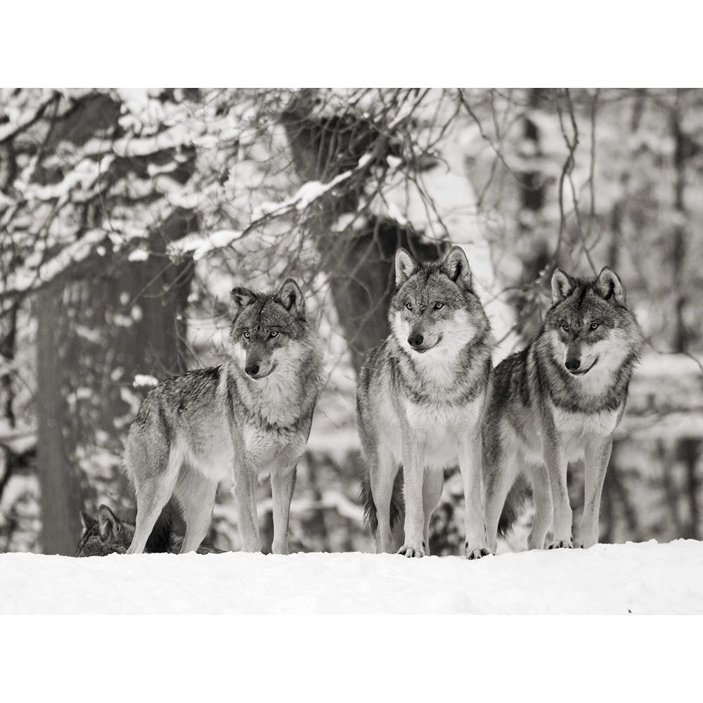 Wolves in the snow Germany-VARPDX3AP4889 Image 1