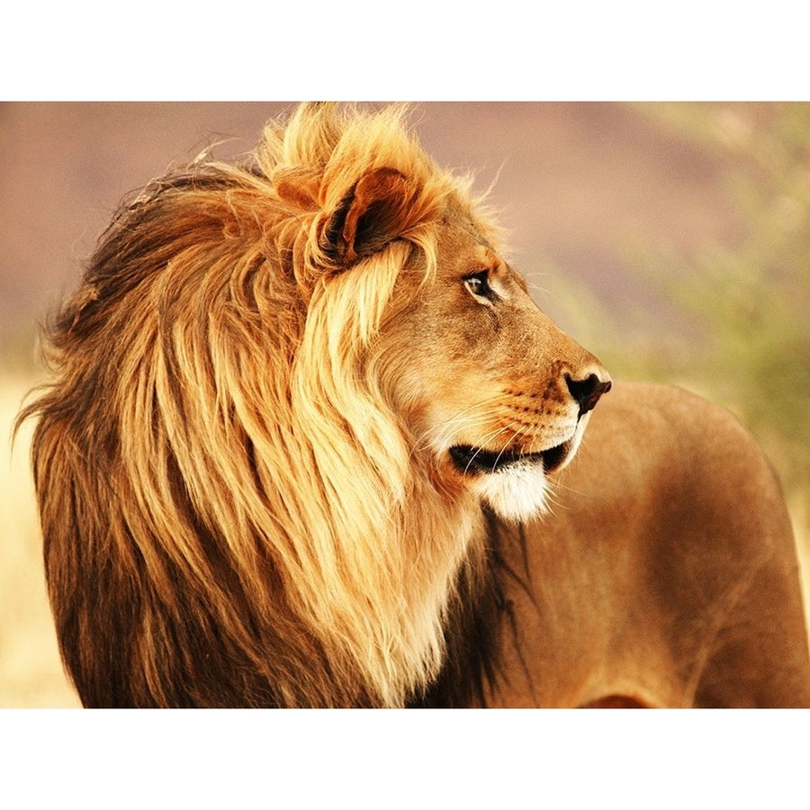 Male lion Namibia Poster Print by Anonymous Anonymous-VARPDX3AP4881 Image 1