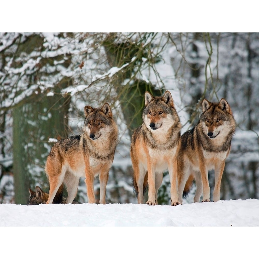 Wolves in the snow Germany Poster Print by Anonymous Anonymous-VARPDX3AP4888 Image 1